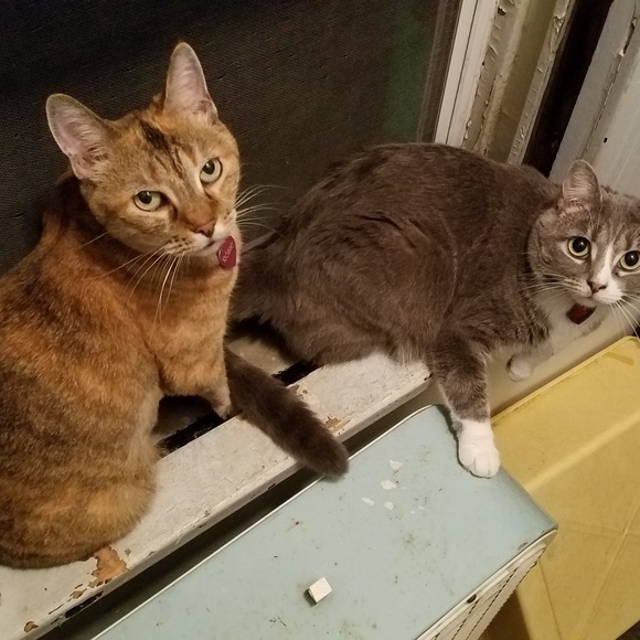 Meet your Posher, Joe - Picture 1 of 1